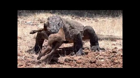 Brutal Hunt: Komodo Attacks and Swallows Little Goats Alive