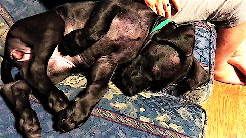 Great Dane puppy adorably dreams of chasing rabbits