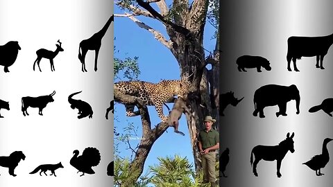 Leopardo sobe e, árvore e estrangula sua presa para poder fazer a sua refeiçao #animals #savage