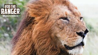 Lion Family With Cute Cubs | Maasai Mara Safari | Zebra Plains