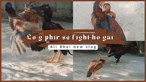 Lo g phir se fight ho gai || aseel murga ki murgi se fight || new video ali bhai vlog || birds care