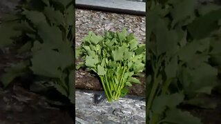 Foraging for Edible Weeds - Lambs Quarter or Pigweed! Yummy. 😋