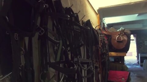Stockroom with saddles and equestrian equipment