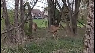 Deer (white-tailed deer)