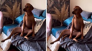 Dog hilariously sits on couch like a human