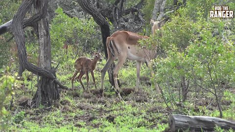 First Moments Of An Impala's Life - Birth To First Steps | Best Of Africa