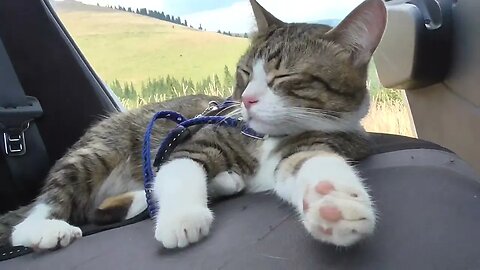 Cat Is Chilling in the Car