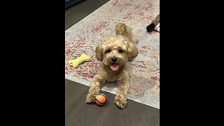 cute Dog talking/ who are you?