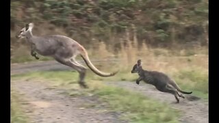 Wallabies jumping in front of the car. Mum and small Joey jump back and forth and a third jumps out