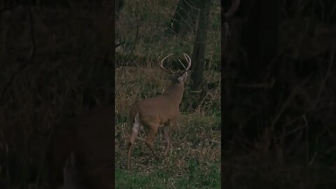 Iowa Public Land Buck (New Episode Tomorrow)