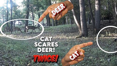 A cat scares a deer, TWICE!