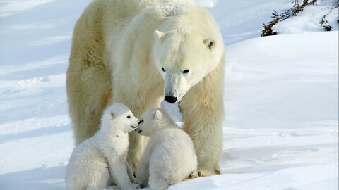 The Incredible Survival Stories of Polar Bears in the Arctic #animals #polarbears #bears