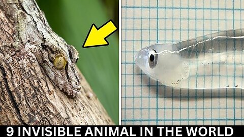 9 Invisible Animal In The World || Strange things