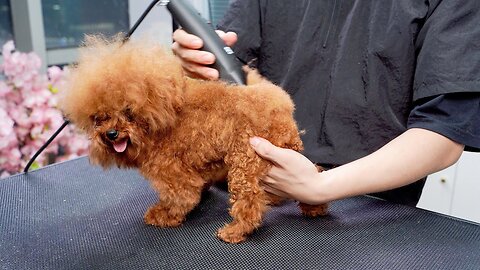 Poodle Dog Grooming ‖ Cutest Puppies ‖ pet groomer