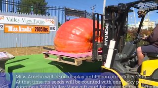 Amelia the 2005 pound pumpkin has arrived at Valley View Farms in Hunt Valley