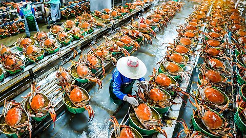 CANNED SEAFOOD Making Process from Crab_ Tuna_ Oyster_ Prawn in Factory - Seafood Harvesting