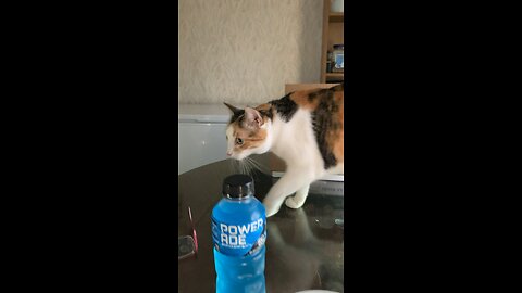 My cats love pet fresh!