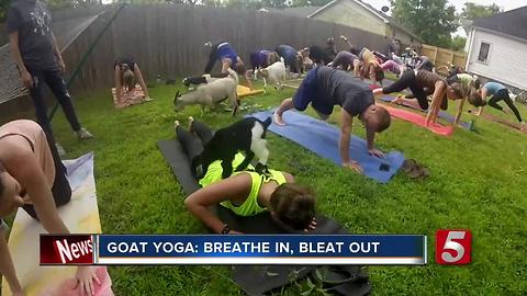 Fitness Craze, Goat Yoga, Comes To Nashville