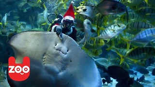 Santa Swims with Stingrays in Tokyo for Christmas
