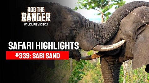 Safari Highlights #339: 26 - 29 April 2015 | Sabi Sand Nature Reserve | Latest Wildlife Sightings