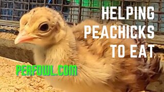 Helping Peachicks To Eat, Peacock Minute, peafowl.com