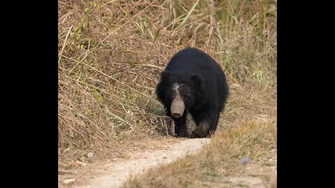 Close Encounter with a Himalayan Sloth Bear - Chitwan Nepal -