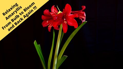 Amaryllis from Bulb to full bloom and back again !!!