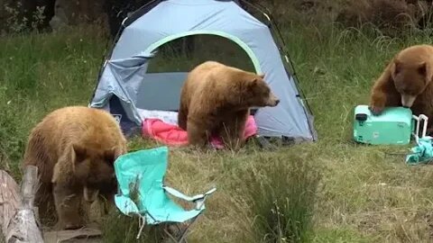 Black bears react to mock camping scene at Oakland Zoo