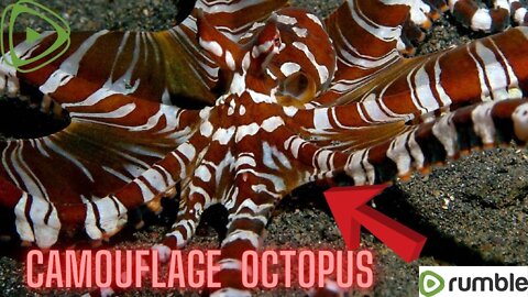 Camouflage octopus🐙