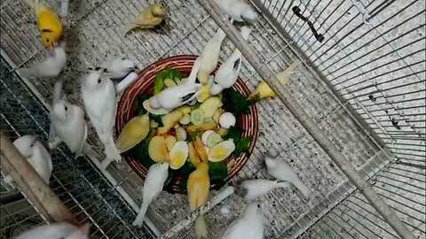 The birds will be healthy after this meal