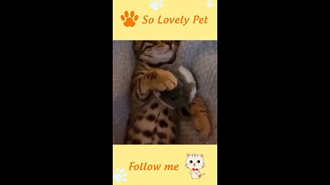 Cute and Funny Cat Videos Compilation 018 @Shorts @Animal_Full-HD