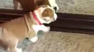 Puppy thoroughly confused by reflection in mirror