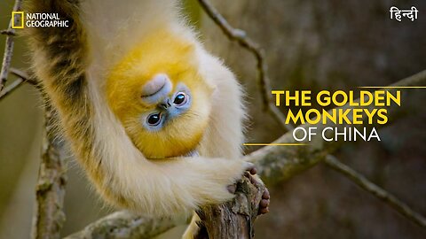 The Golden Monkeys of China _ China_s Hidden Kingdoms _ Full Episode S01-E05 _ हिन्दी _ _NatGeoIndia