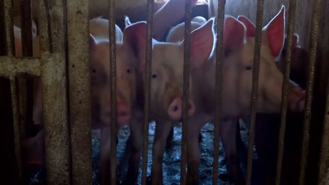 Group of pigs. Swines in a cage. Let us out of here. I smell freedom