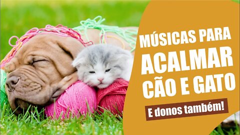 Músicas para acalmar e relaxar cães, gatos e seus donos ♫