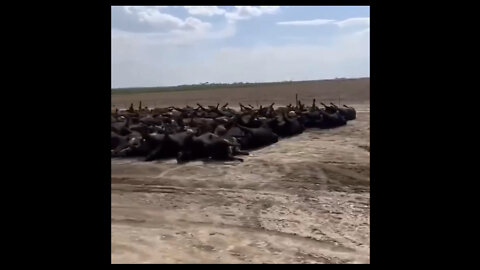 ⚫️Mysterious Death Of Cattle In Kansas👀