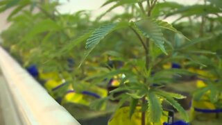 Recreational marijuana faces another 'uphill battle' this session