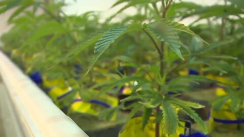 Recreational marijuana faces another 'uphill battle' this session