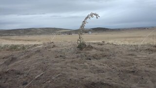 Idaho Fish and Game asks for volunteers for Magic Valley planting project