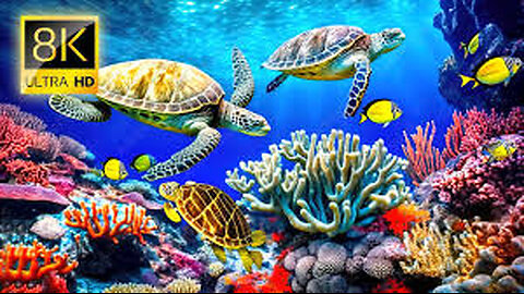 Underwater world- 8K UHD video, Marine life, Coral reefs Relaxation 😌