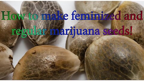 How to make feminized and regular marijuana seeds!