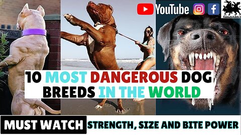 Top 10 Most Dangerous Dog Breeds In 2023 You Must Know | Top 10 Most Dangerous Dogs Ever |