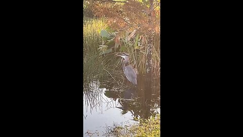 Livestream Clips - Great Blue Heron #GreatBlueHeron #LiveStream #FYP #Estero #tiktoklive #mywalksinparadise