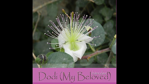 "Dodi (My Beloved)", Christene Jackman, from Song of Songs, Messianic music