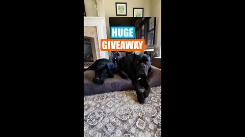 GIVEAWAY Orthopedic Dog Bed! #shorts #viral #giveaway