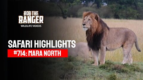 Safari Highlights #714: 30 August 2022 | Mara North/Zebra Plains | Latest Wildlife Sightings