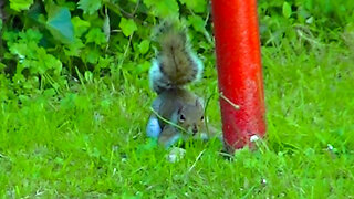 IECV NV #673 - 👀 Two Grey Squirrels Playing In The Back Yard 🐿️🐿️ 7-7-2018