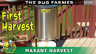 First Honey Harvest using the Maxant 3100P Honey extractor. 6.5 Gallons of honey.
