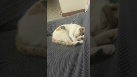 Cute Baby Cat is Sleeping Calmly - Cute Kitten Video