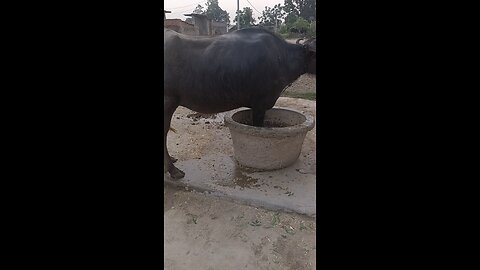 tit for tat,amazing looking,buffalow farming,